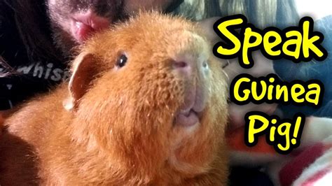 guinea pig translator